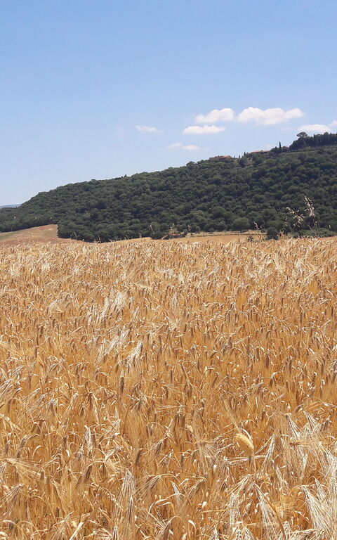 Podere Peteglia: Vista Panoramica