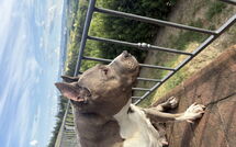 Foto caricata dall'ospite di Villa Roberto