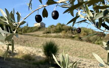 Foto caricata dall'ospite di Villa San Michele