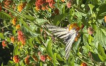 Foto caricata dall'ospite di Beach Villa Blue