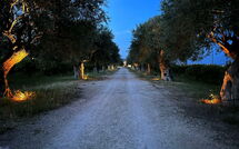 Foto caricata dall'ospite di Tenuta Olearum