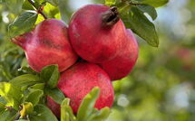 Foto caricata dall'ospite di Casarosa di Mariasole