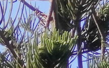 Foto caricata dall'ospite di Votana House