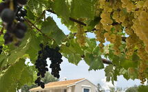 Foto caricata dall'ospite di Villa Armonia