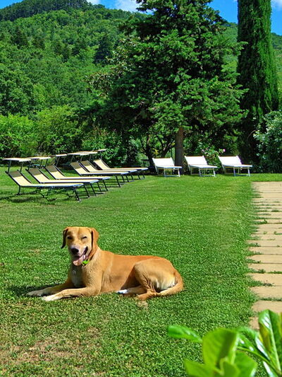 pet-friendly-villa.jpg